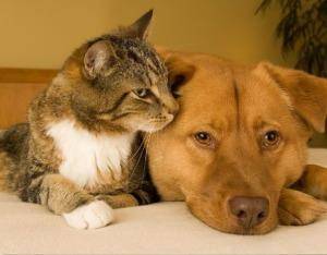 “携宠回家”背后的数十亿保险生意，谁在抢跑？